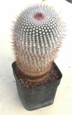 Notocactus_scopa